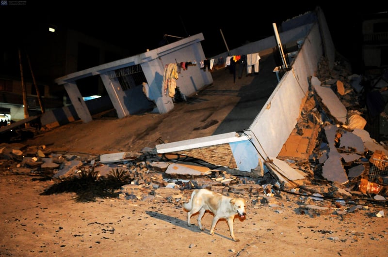 Após terremoto, equipe da World Animal Protection viaja ao Equador para avaliar necessidades dos animais