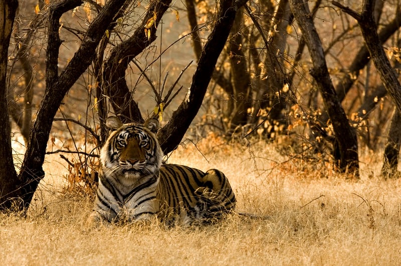 wild tiger