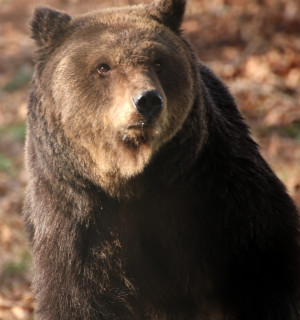 One of the resident bears at the Libearty Bear Sanctuary.