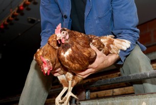Pictured: The Dutch method of catching poultry. Photo: Eyes on animals.