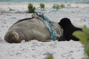 A Hawaiian monk seal, entangled in marine debris, rests on the beach with her pup. Photo: NOAA, NMFS.