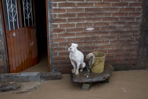 Caption: A dog sits outside a flooded house in Zoatlan, Nayarit state, some 150 km northwest of Guadalajara, Mexico, Saturday, Oct. 24, 2015. 