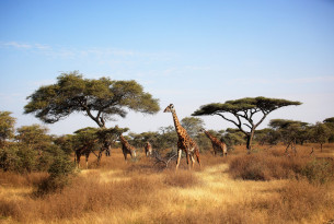 Wild giraffes in Africa