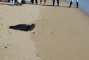 Seal released into wild