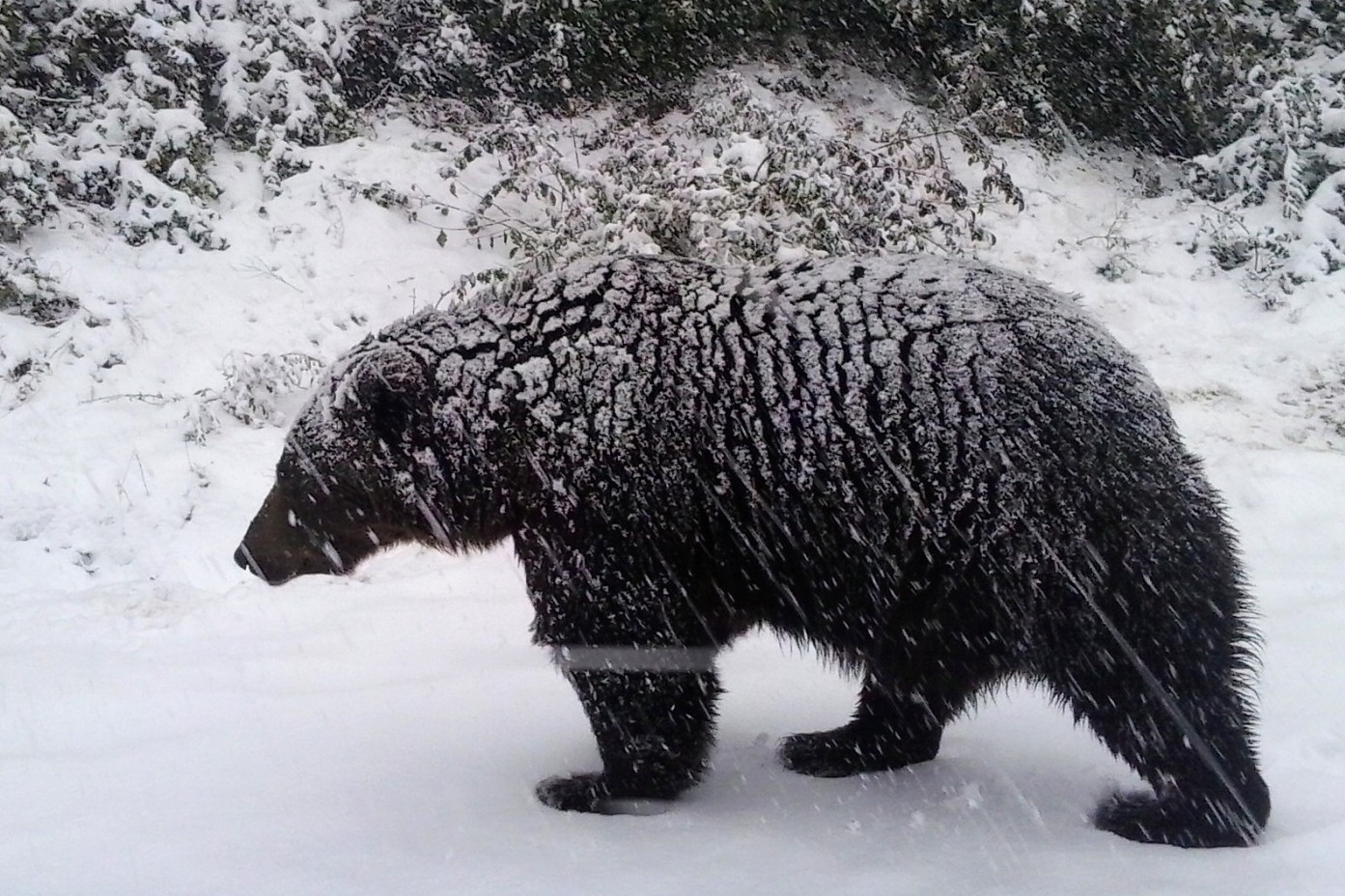Pictured: A bear at the Romanian sanctuary walking after a snow storm.