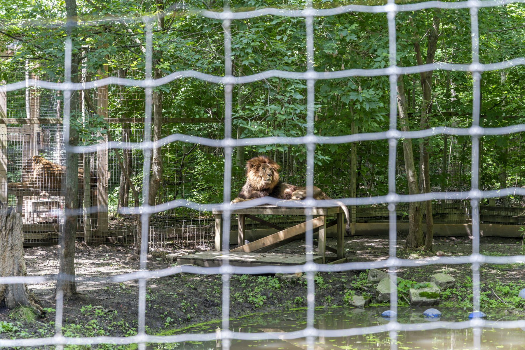 A lion in a roadside zoo in Ontario