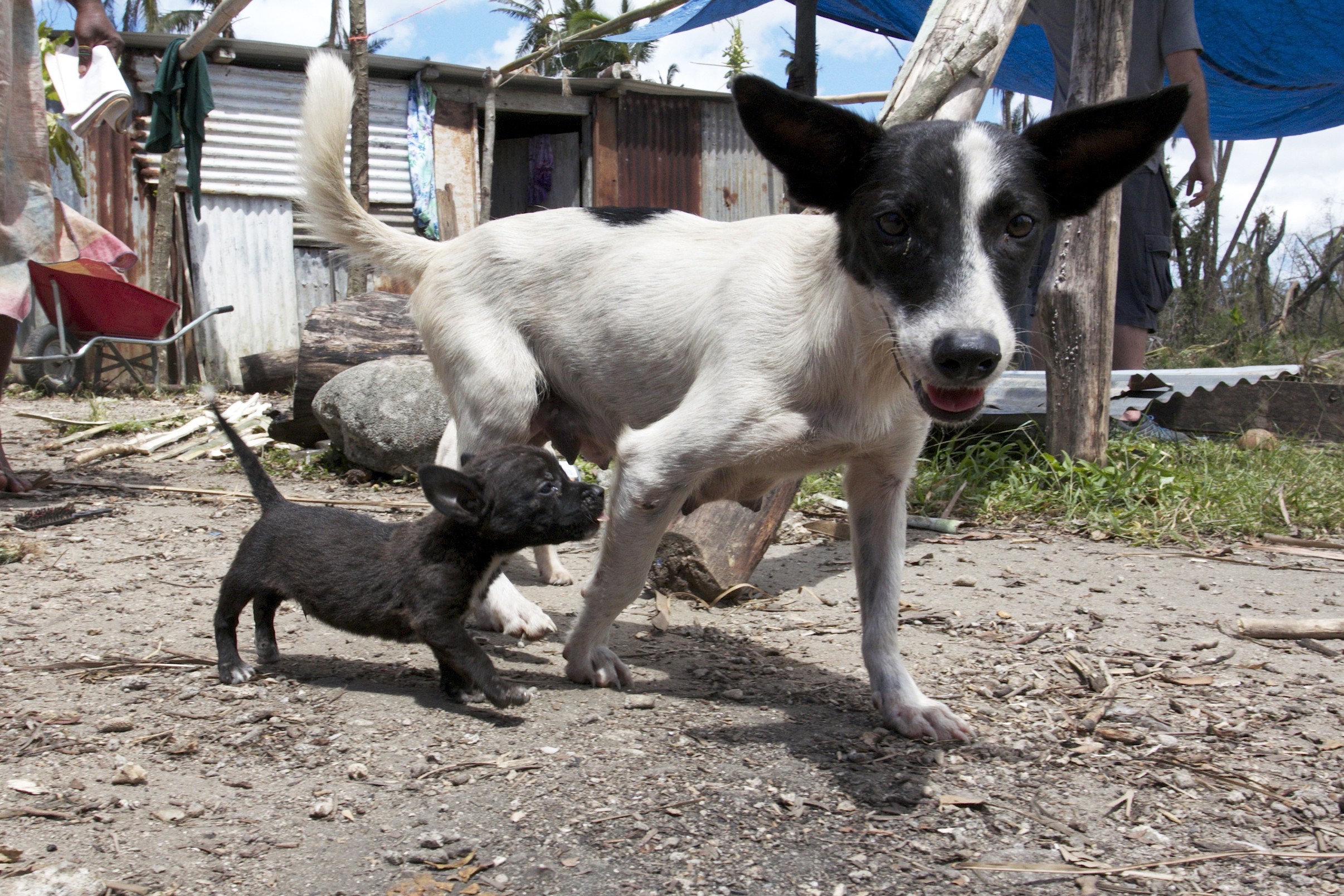 Cyclone Pam update: Our team protects animals on Efate Island, Vanuatu