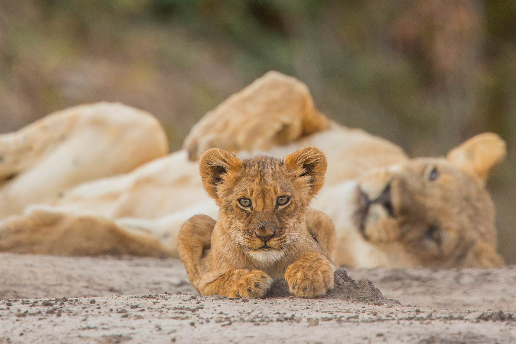 A wild lion cub looks at the photographer while his mother dozes in the background in a national park in Zimbabwe.