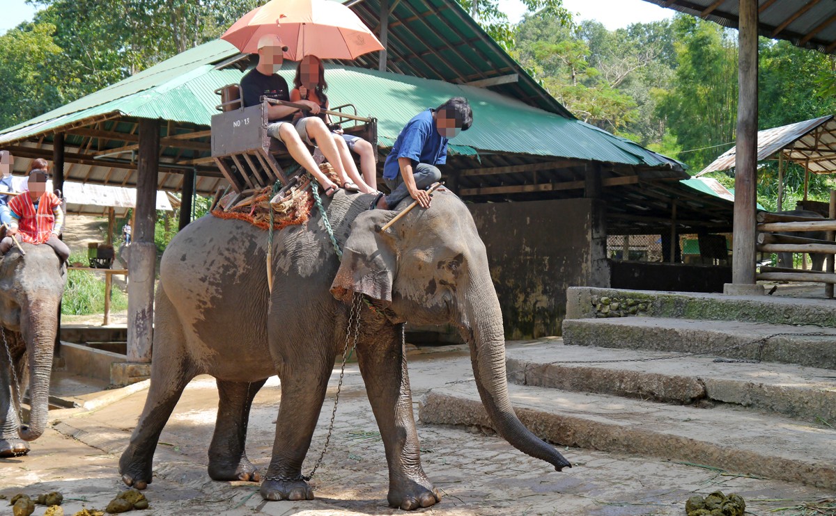 It's time to end elephant rides.