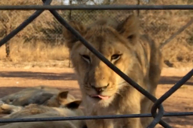 A lion cub behind a wire fence