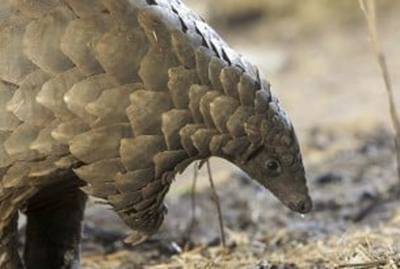 A wild pangolin