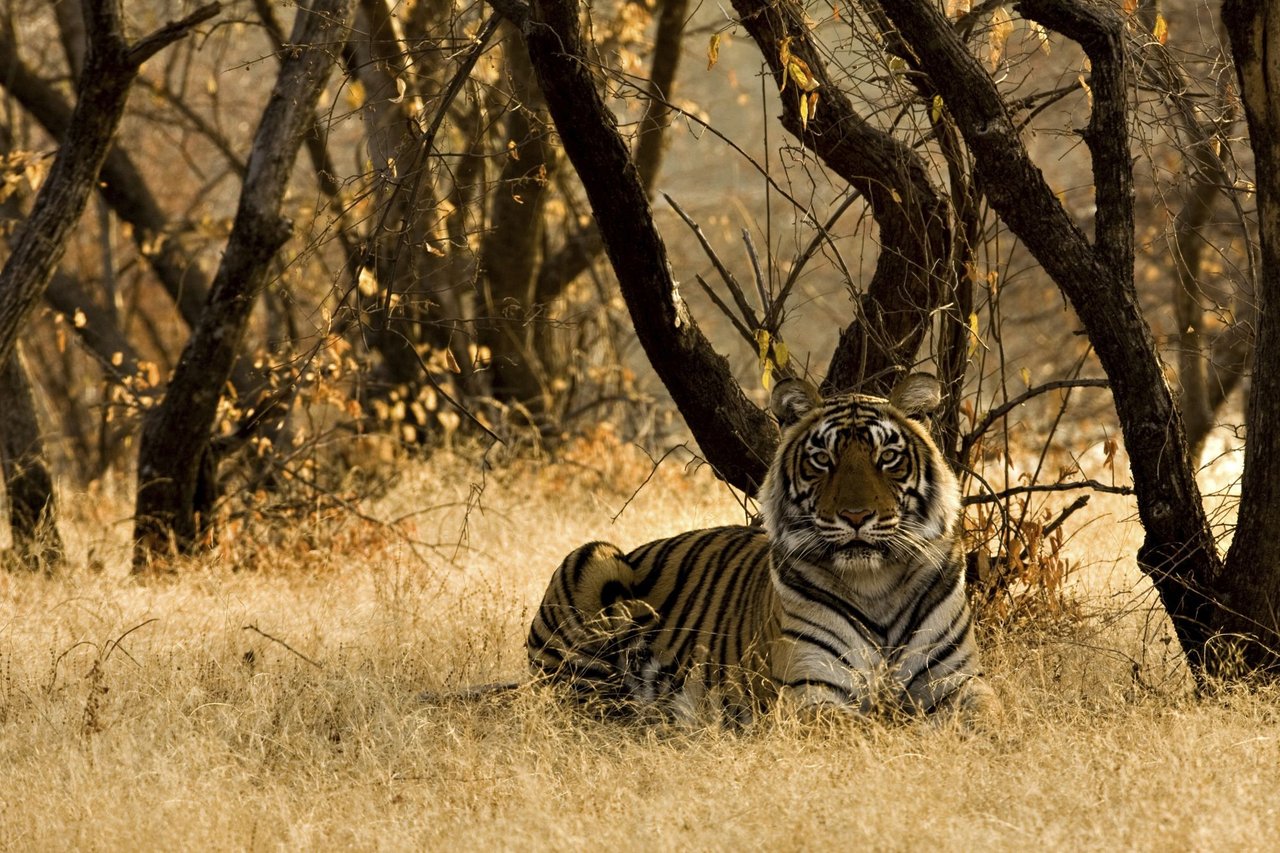 Nowhere’s safe for the last of our big cats