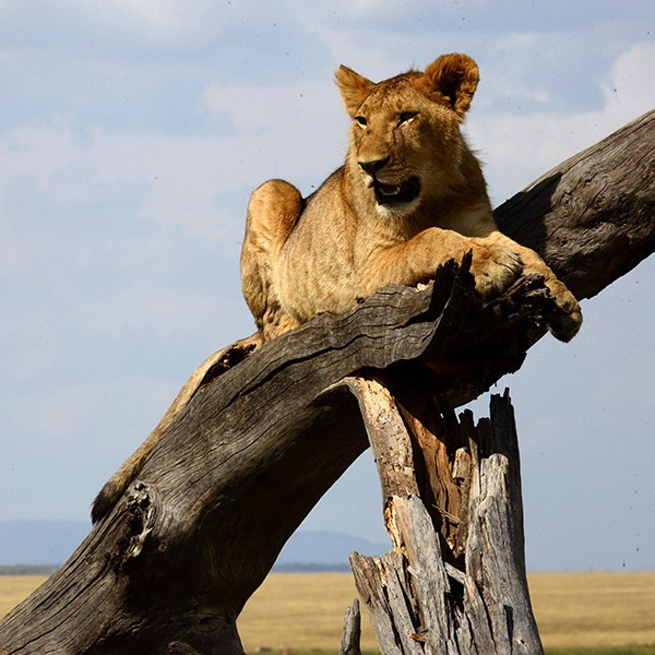 1016089-lioness-600