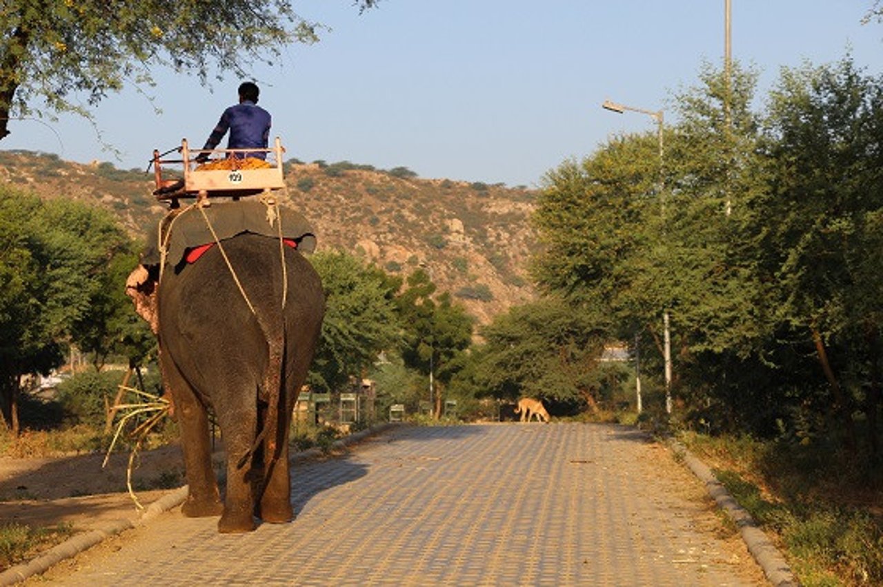 An elephant at Amer Fort