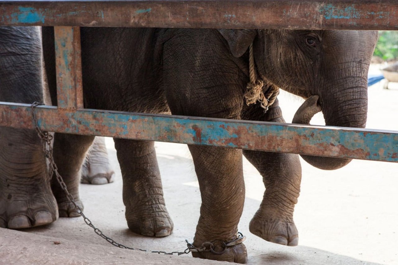An elephant used for tourist entertainment.
