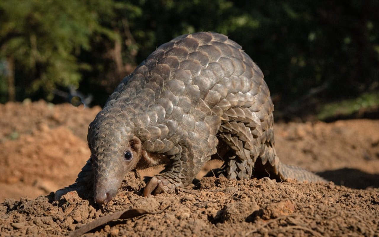 A pangolin in the wild