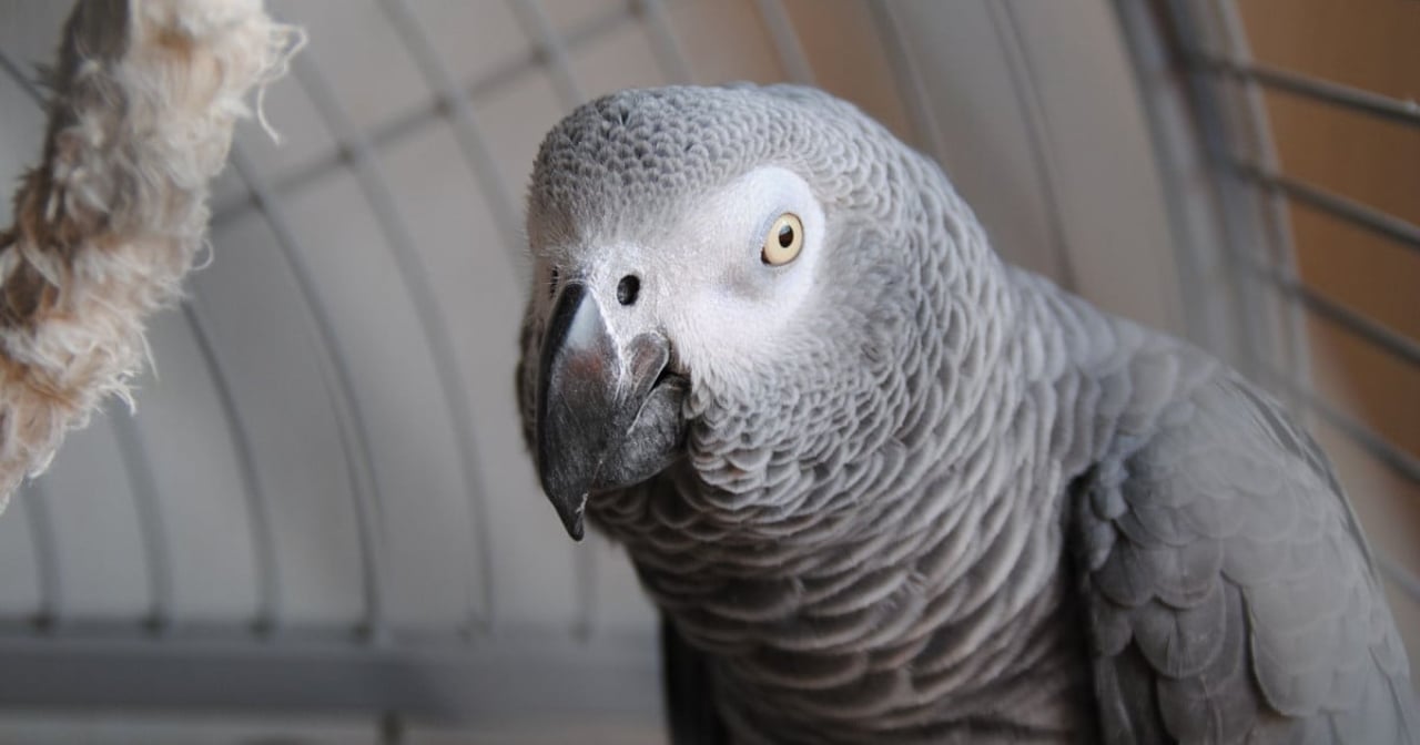An African Grey Parrot in captivity.