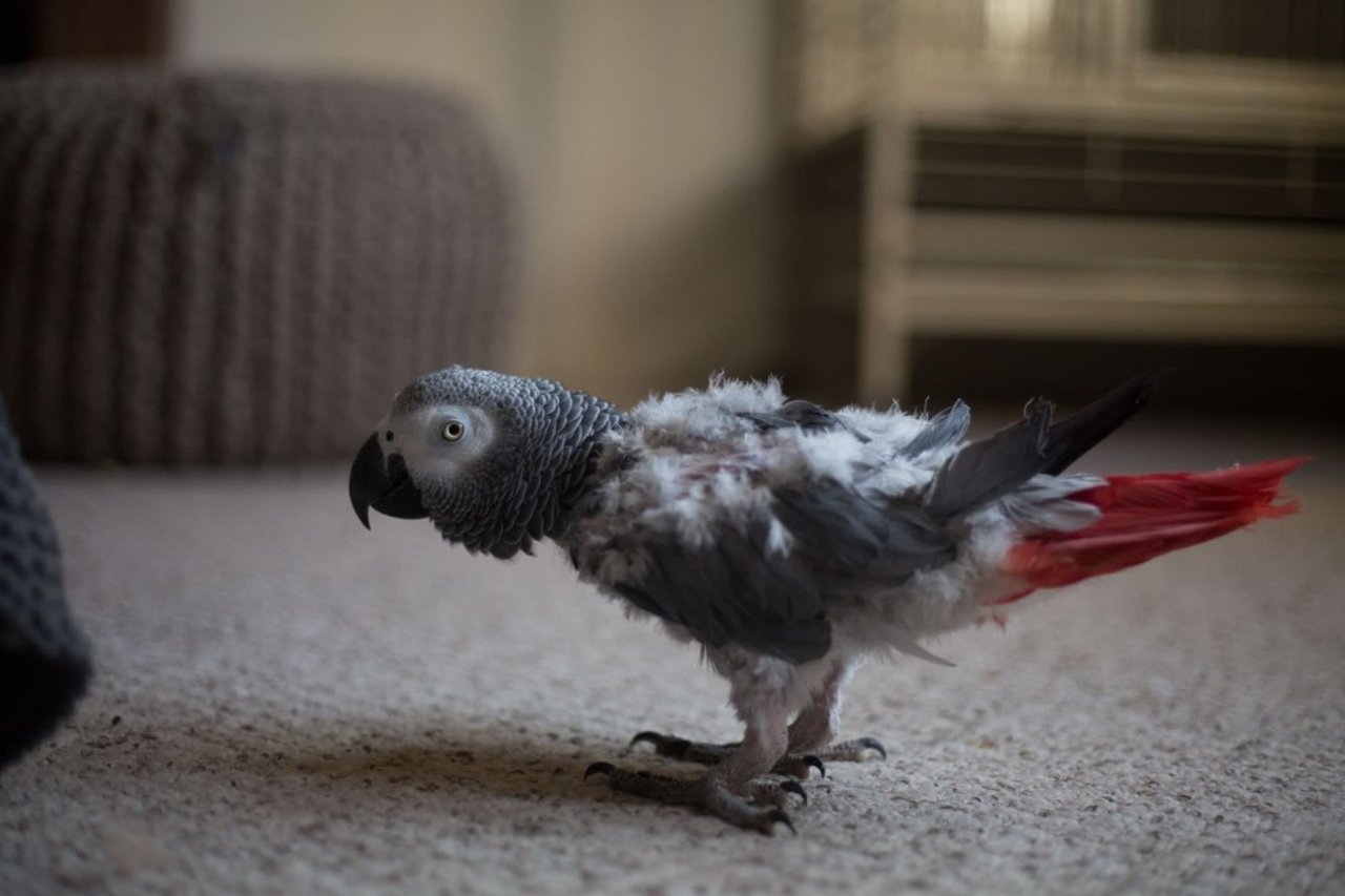 An African grey parrot kept as a pet bird