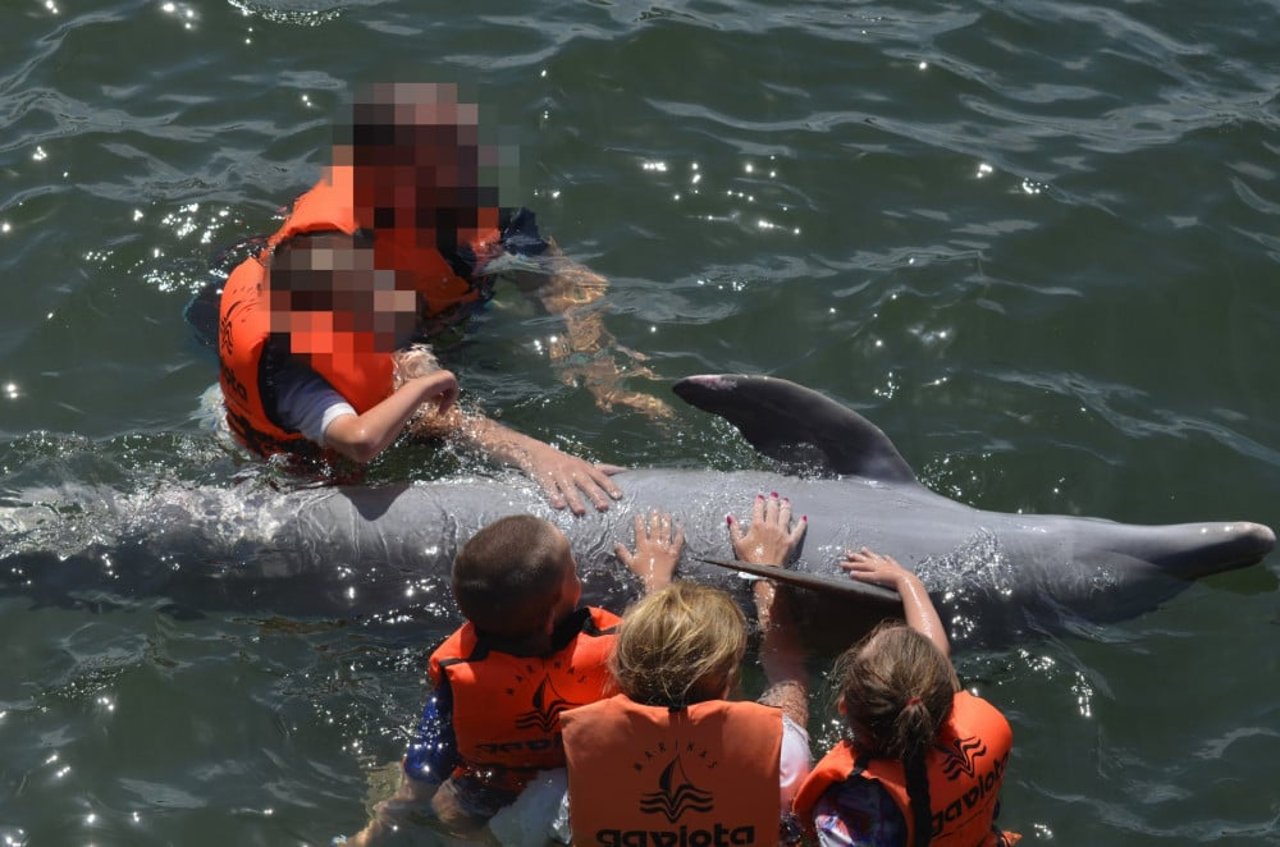 Swim with dolphins experience in Cuba