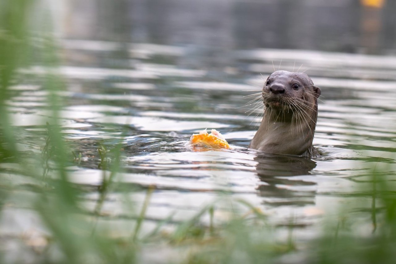 A wild otter goes for a swim