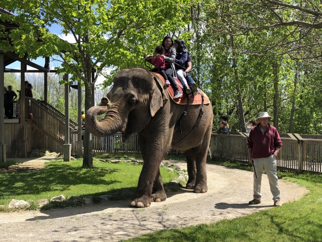 Elephant riding at African Lion Safari
