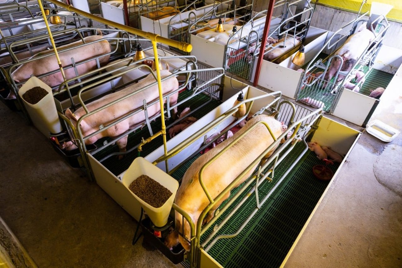 Mother pigs in gestation crates