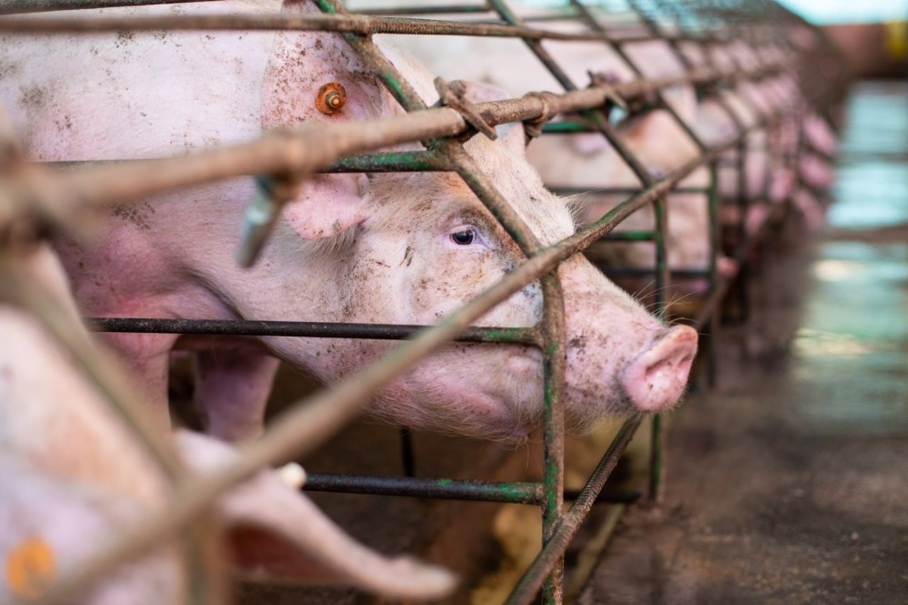 A mother pig in a cage so small she cannot turn around