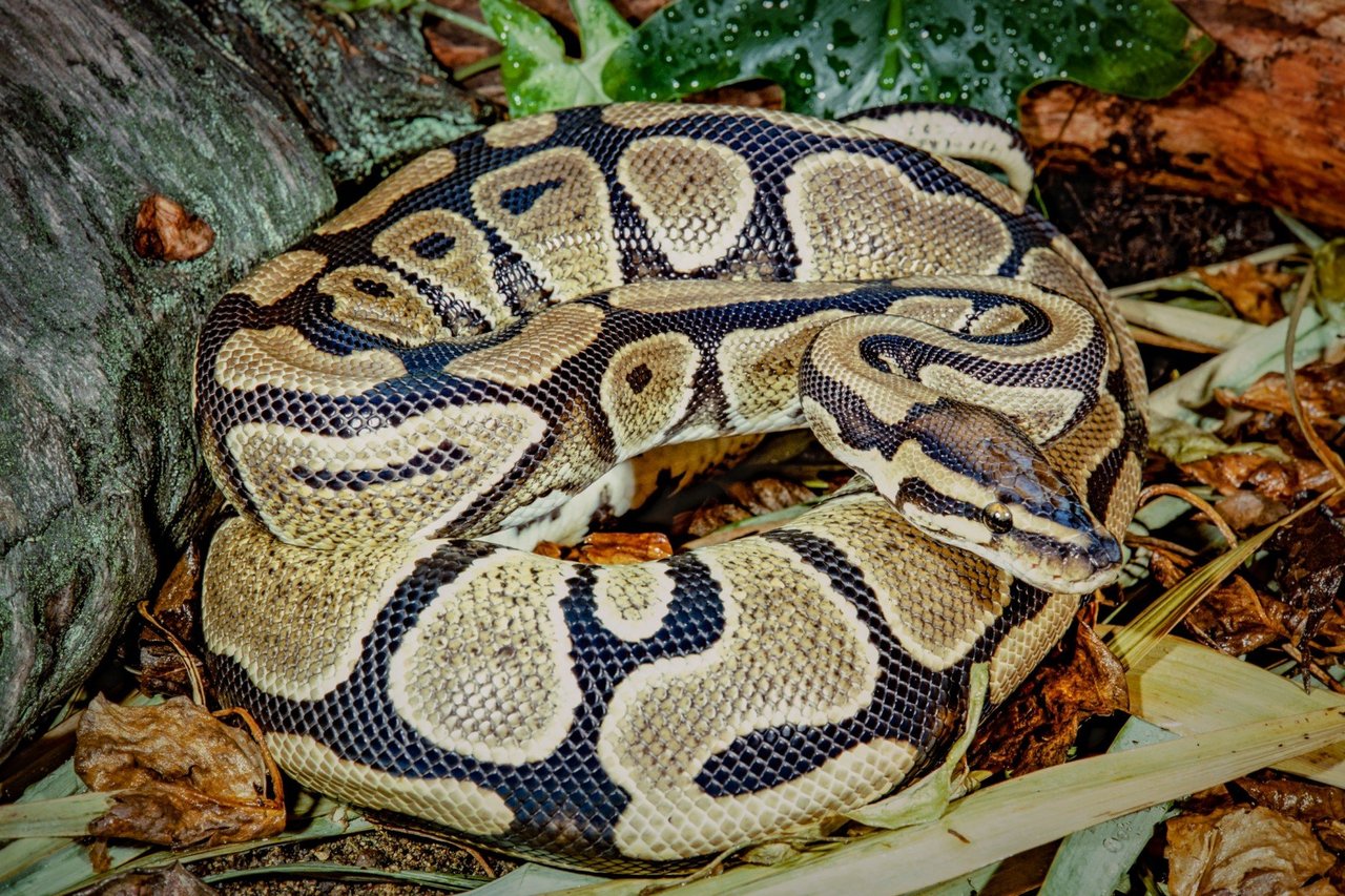 Ball python