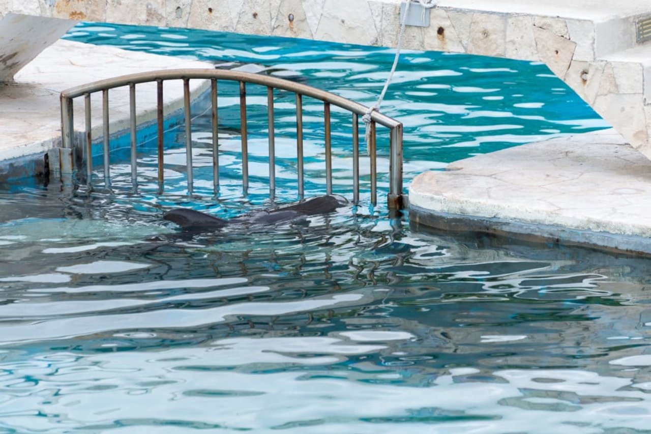 Captive dolphins in Mexico