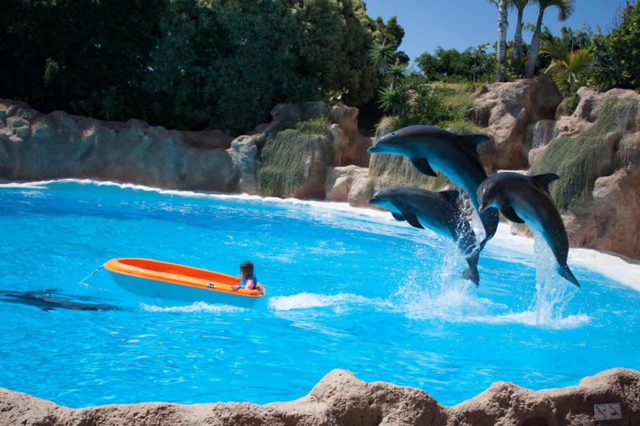 Dolphins performing tricks