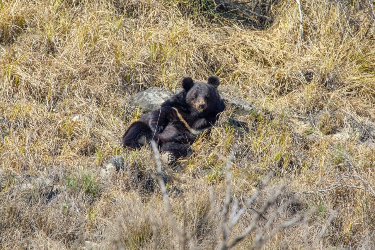 A bear in a new enclosure at the Balkasar Bear Sanctuary