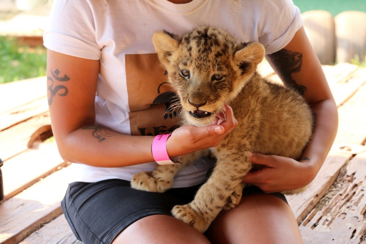 Pictured; A lion cub at a renowned venue in South Africa offering guided tours of enclosures, as well as petting and interaction with animals. The venue adjoins a suspected breeding facility. Credit: World Animal Protection