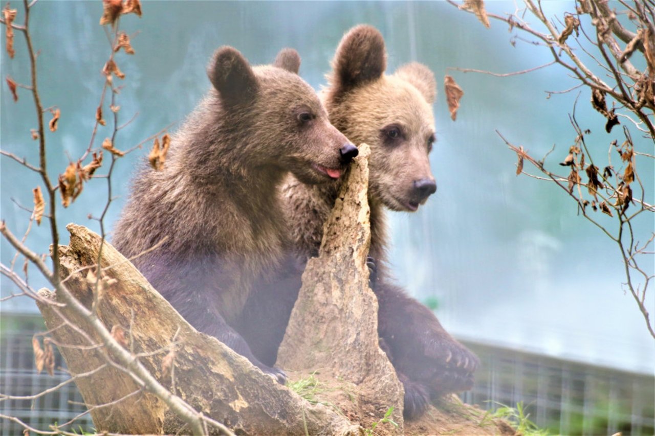 Pictured: Kenya and Bamsee exploring their new home at the Libearty Sanctuary.