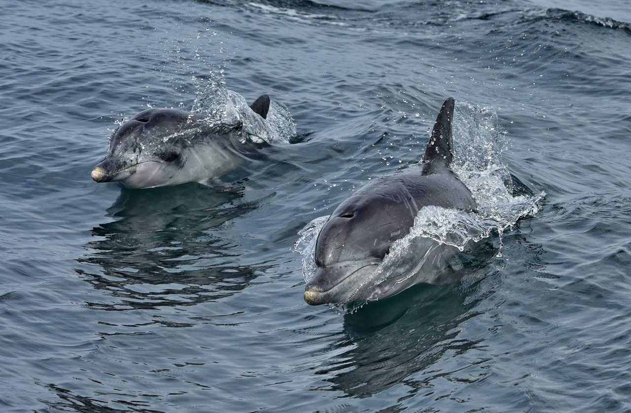 Whales in the wild at Algoa Bay Whale Heritage Site in South Africa