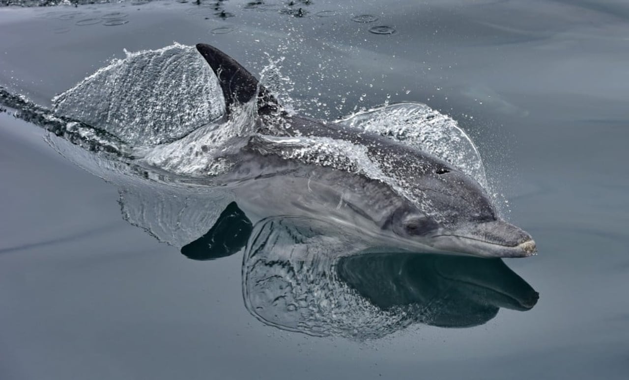 A dolphin swimming through the water