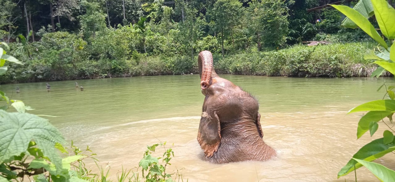 An elephant in a zoo