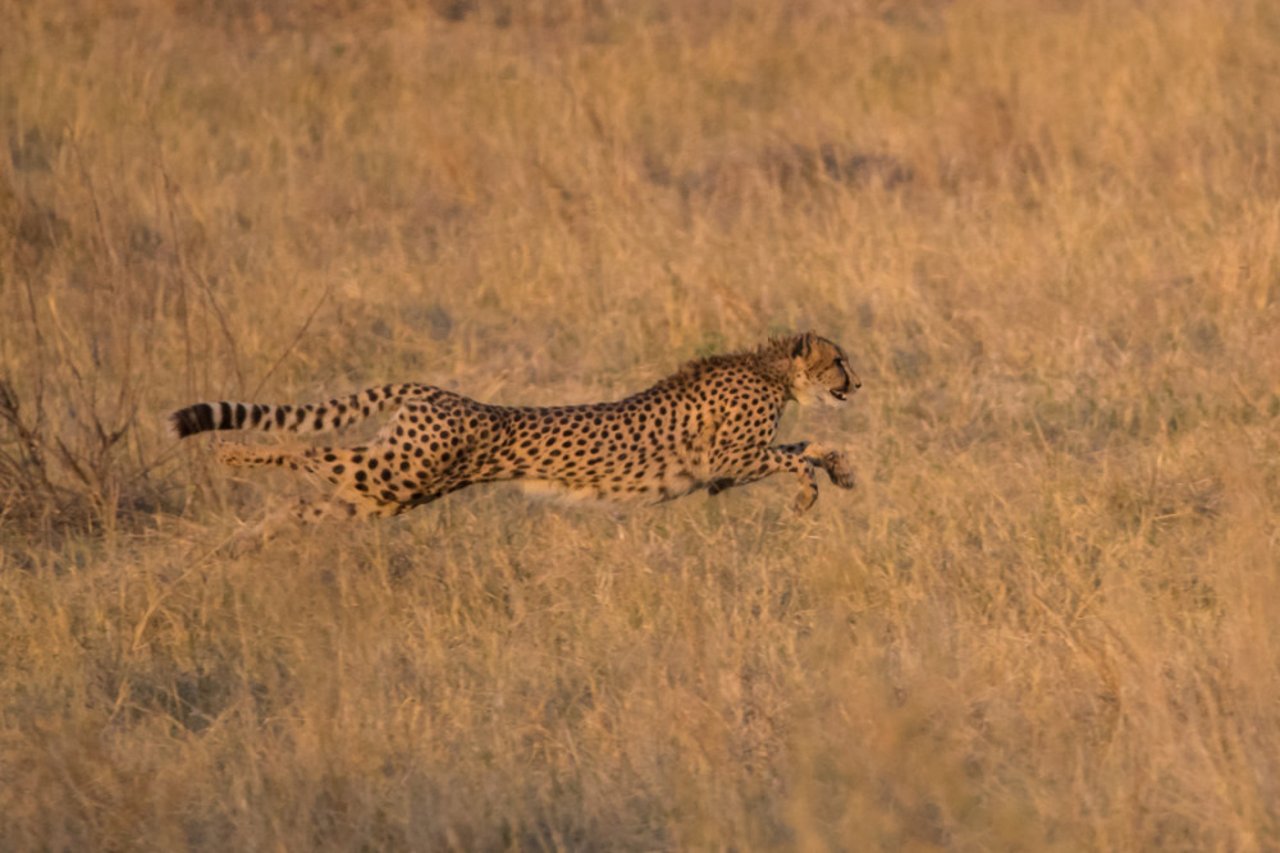 166585602.nypxucsf.botswana201724of210