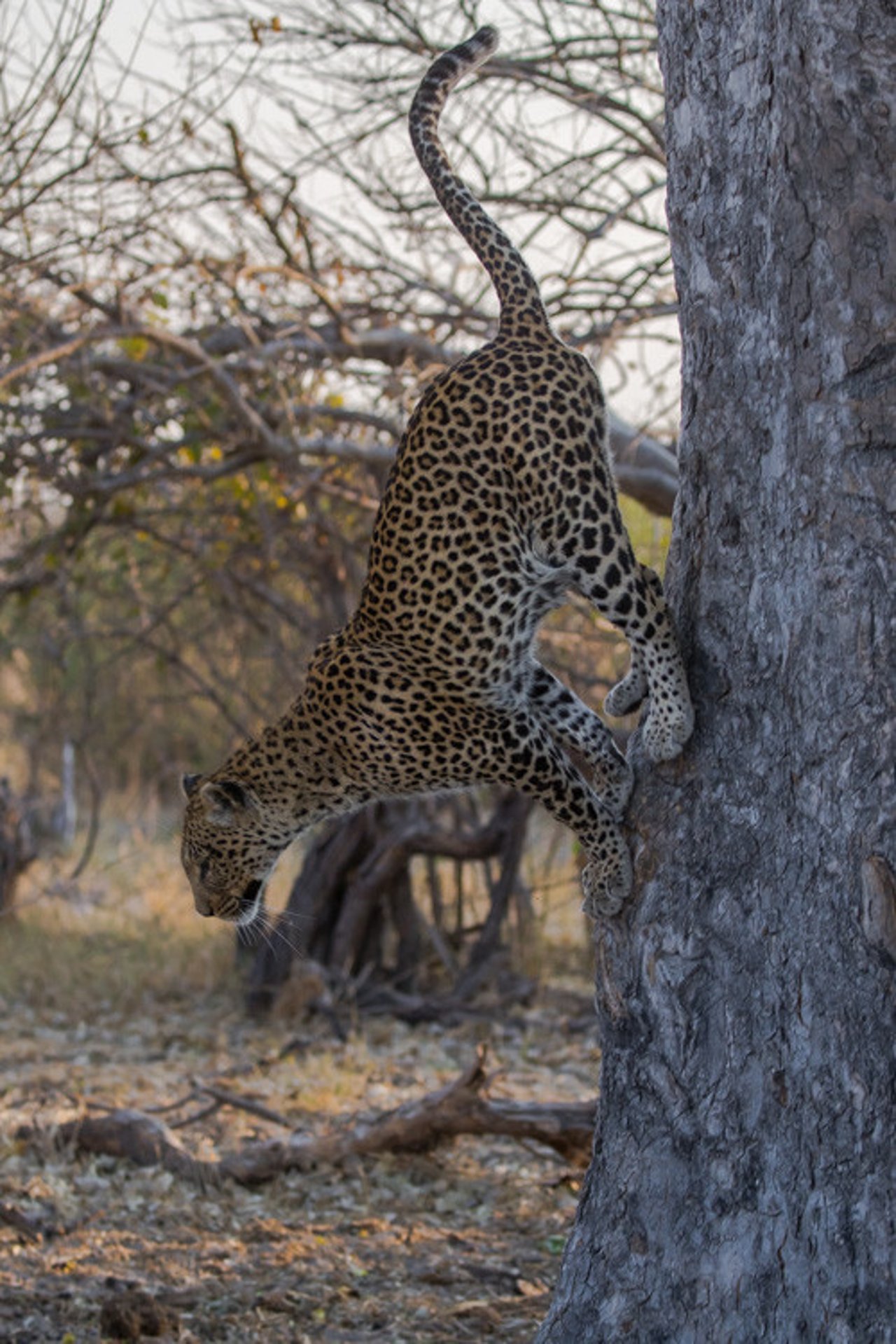166585618.xryphzv8.botswana201750of210