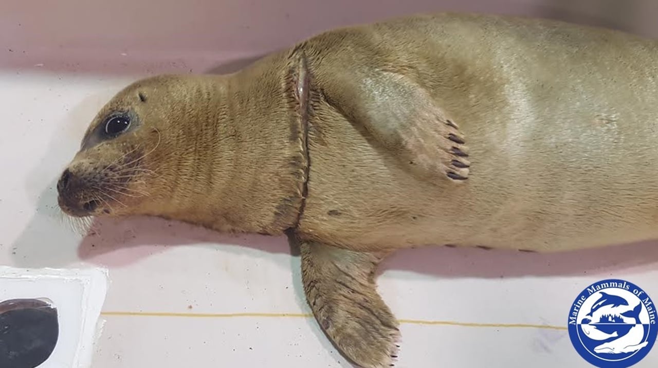 Entangled Harbor Seal