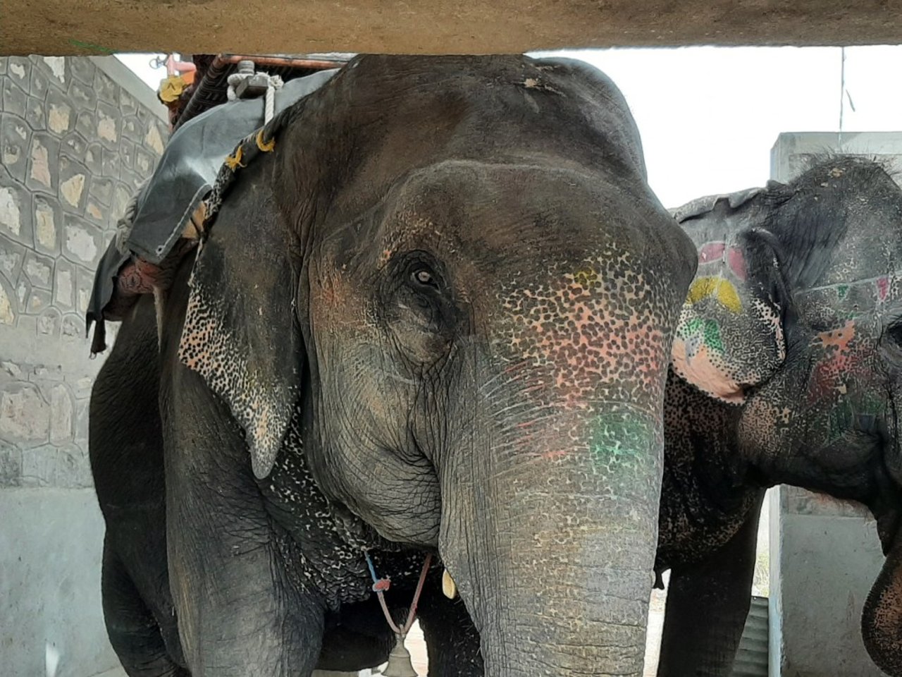 An elephant at Amer Fort