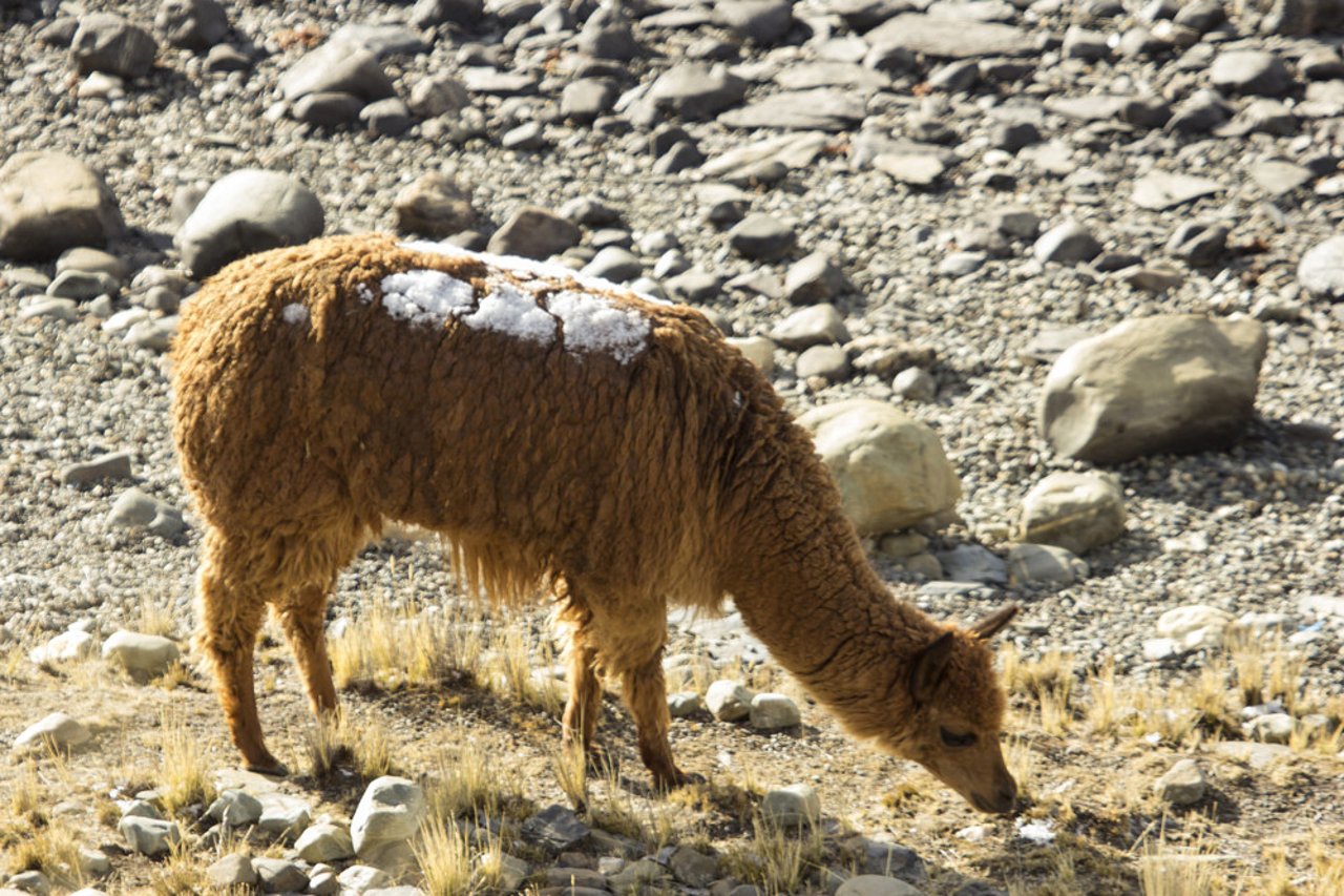 alpaca