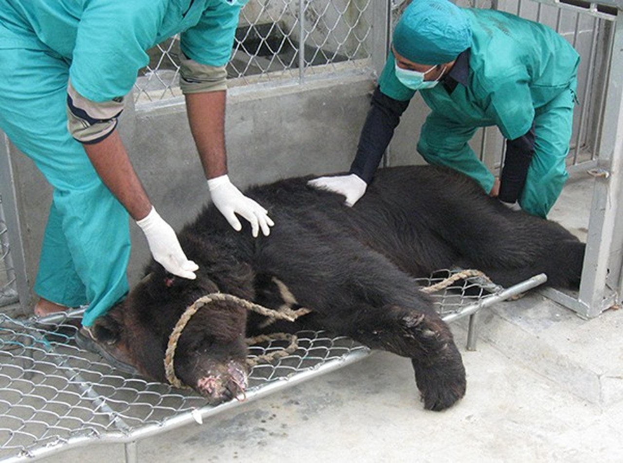 bear_cycle_2