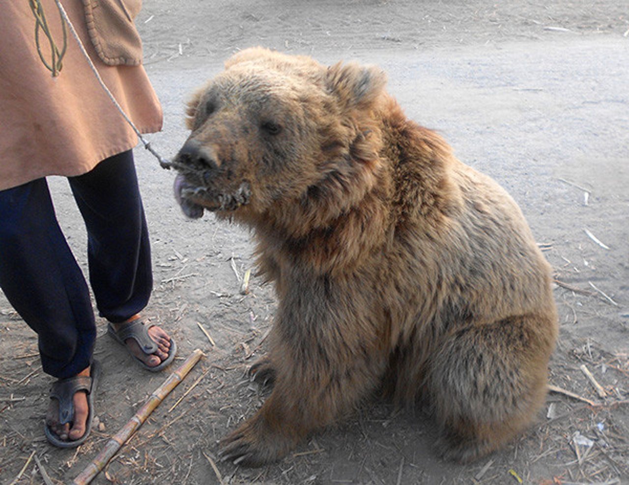 bear_cycle_3