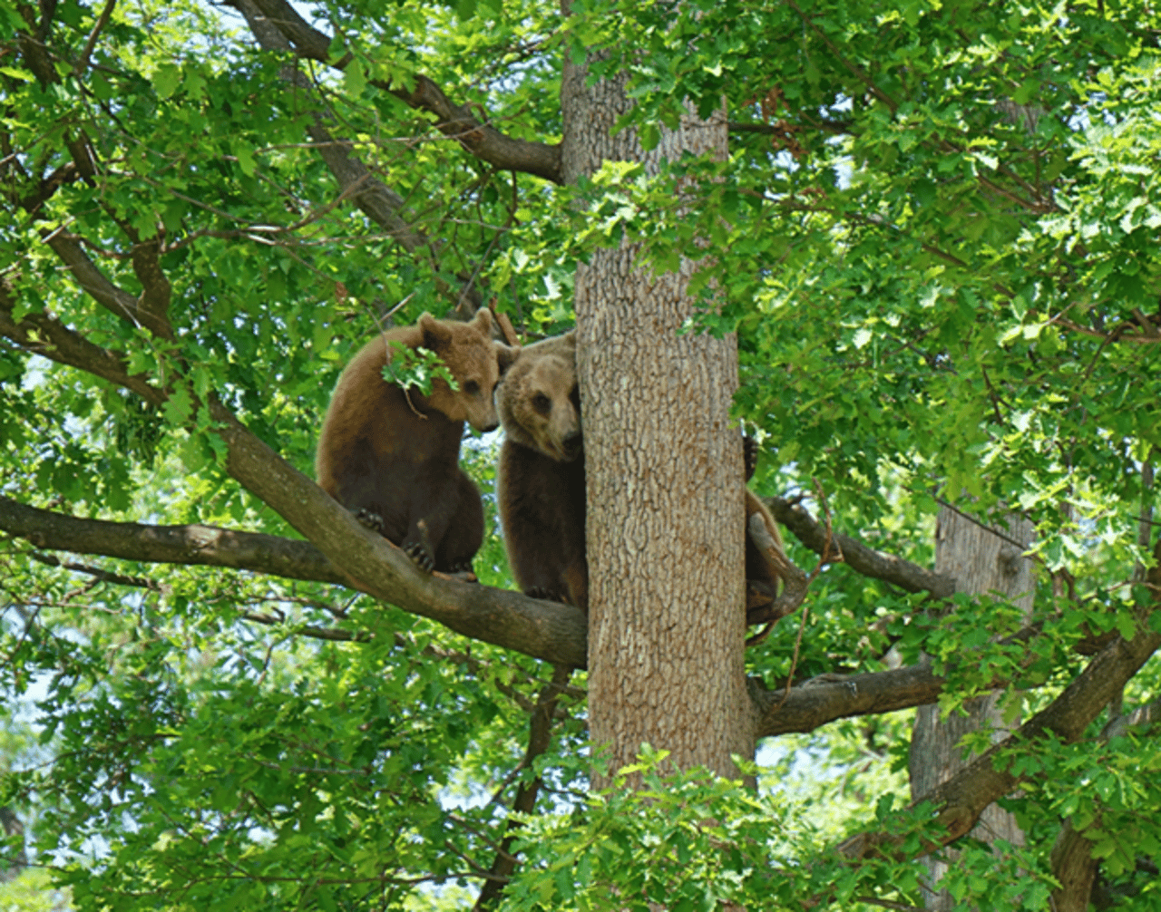 bears_in_tree_at_romanian_sanctuary_-_may_2018