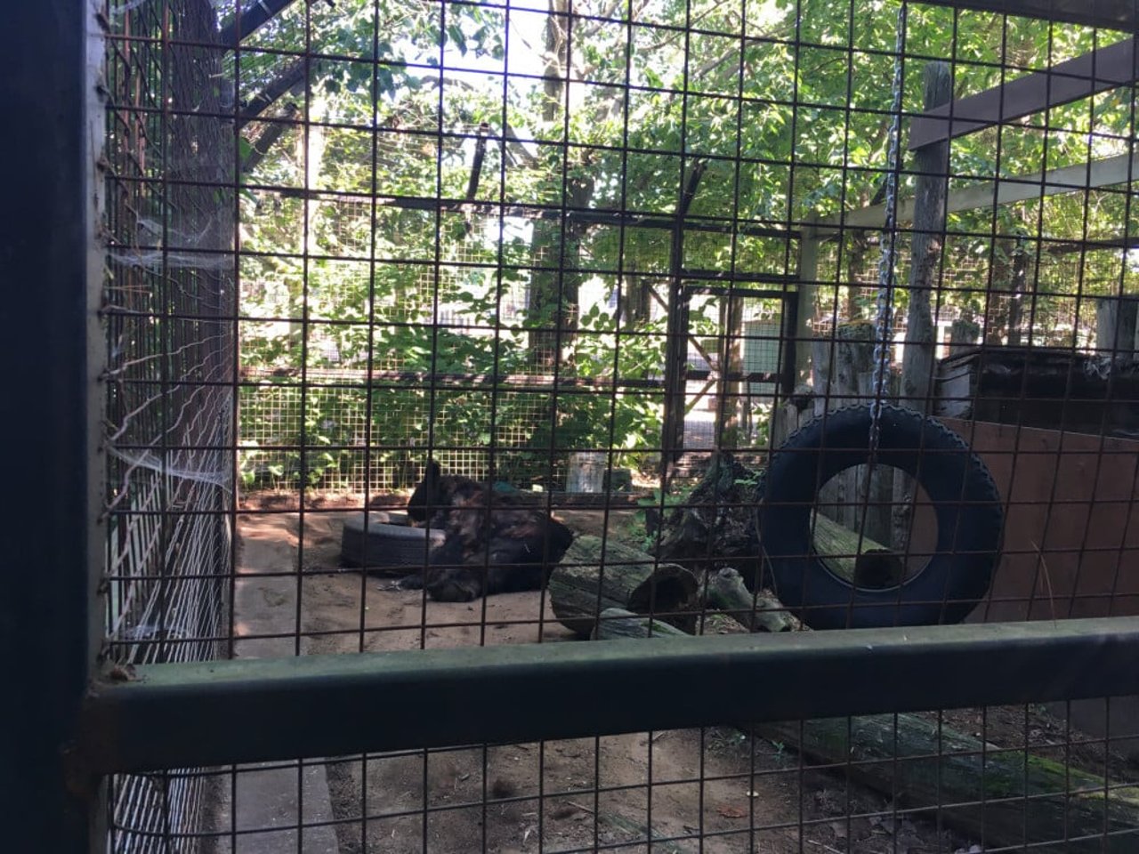 An American black bear in a tiny roadside zoo cage