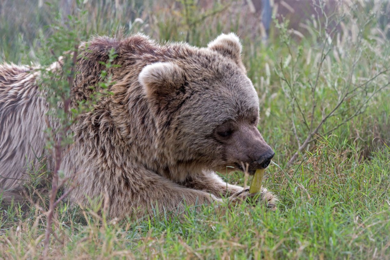 bhoori_the_bear_at_our_partner_sanctuary_in_pakistan_-_world_animal_protection_-_animals_in_the_wild_0