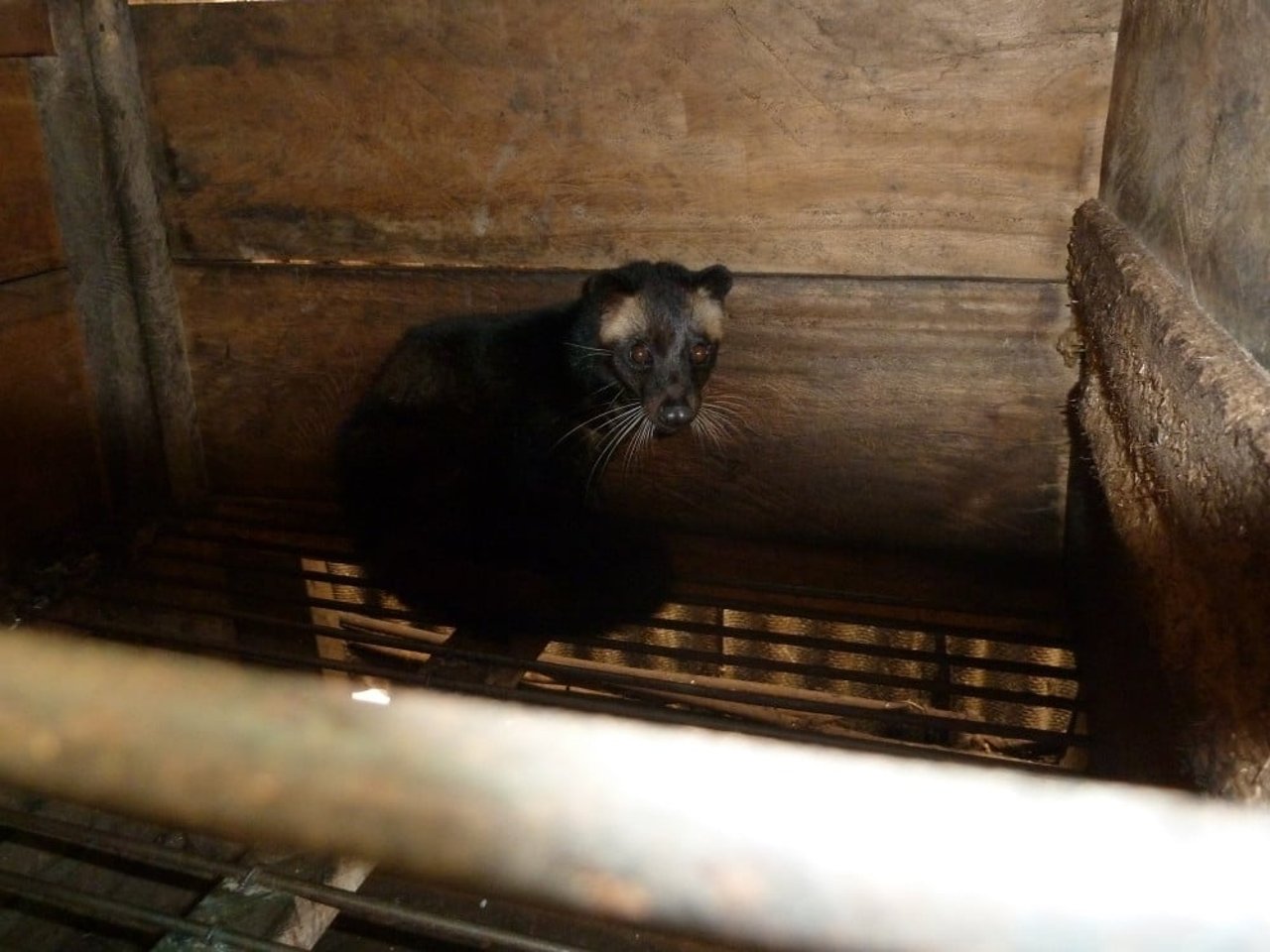 caged_civet_cat_at_a_luwak_coffee_farm_in_sumatra_indonesia