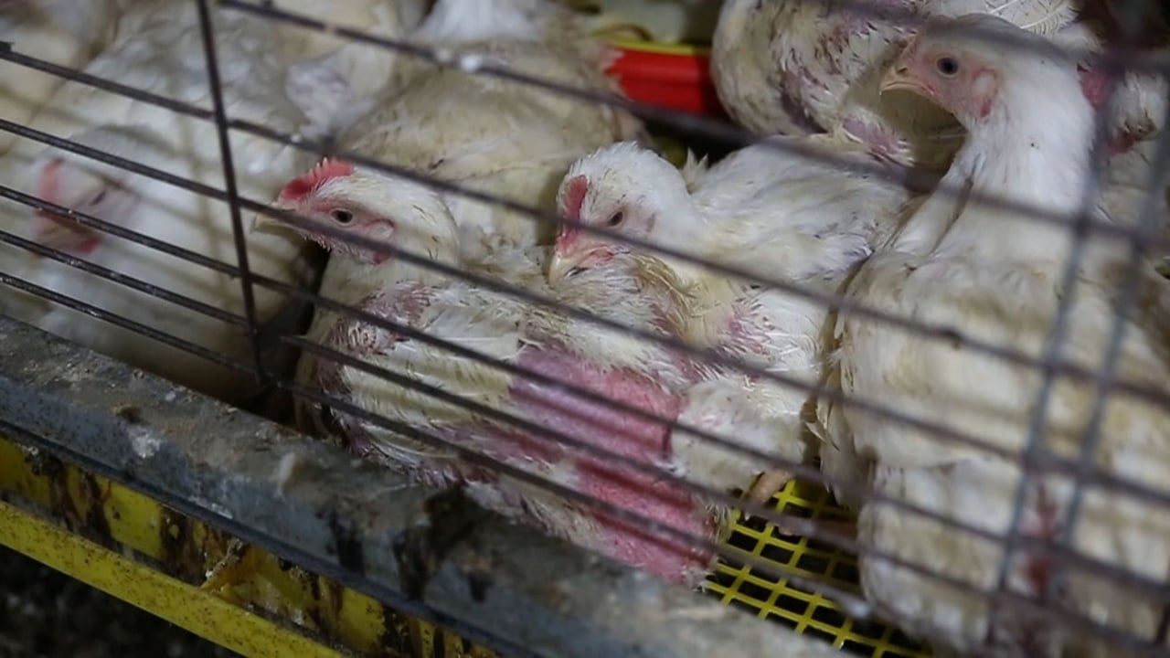 caged_meat_chickens_-_world_animal_protection_-_change_for_chickens
