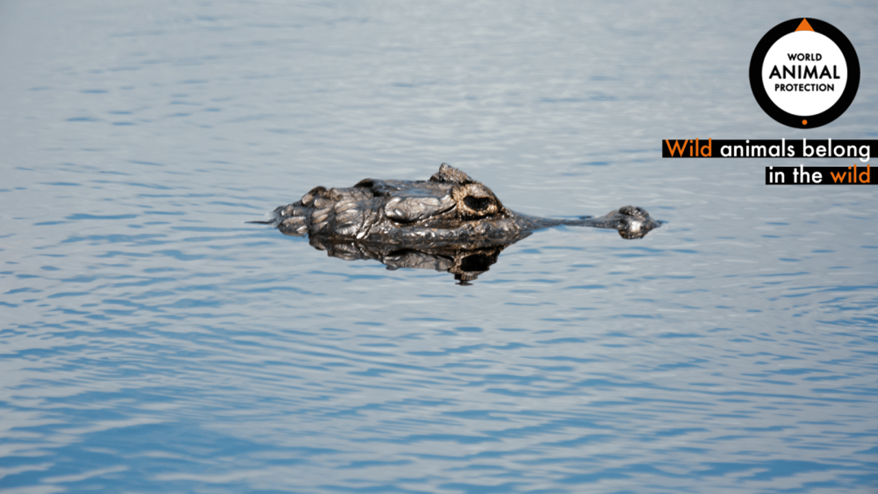 A caiman in the wild
