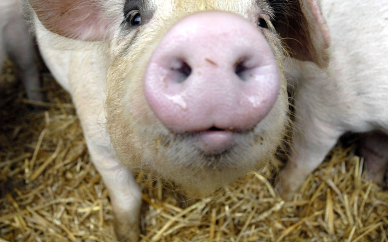 care2_ccfjourney_pig_thankyou